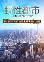 野性都市